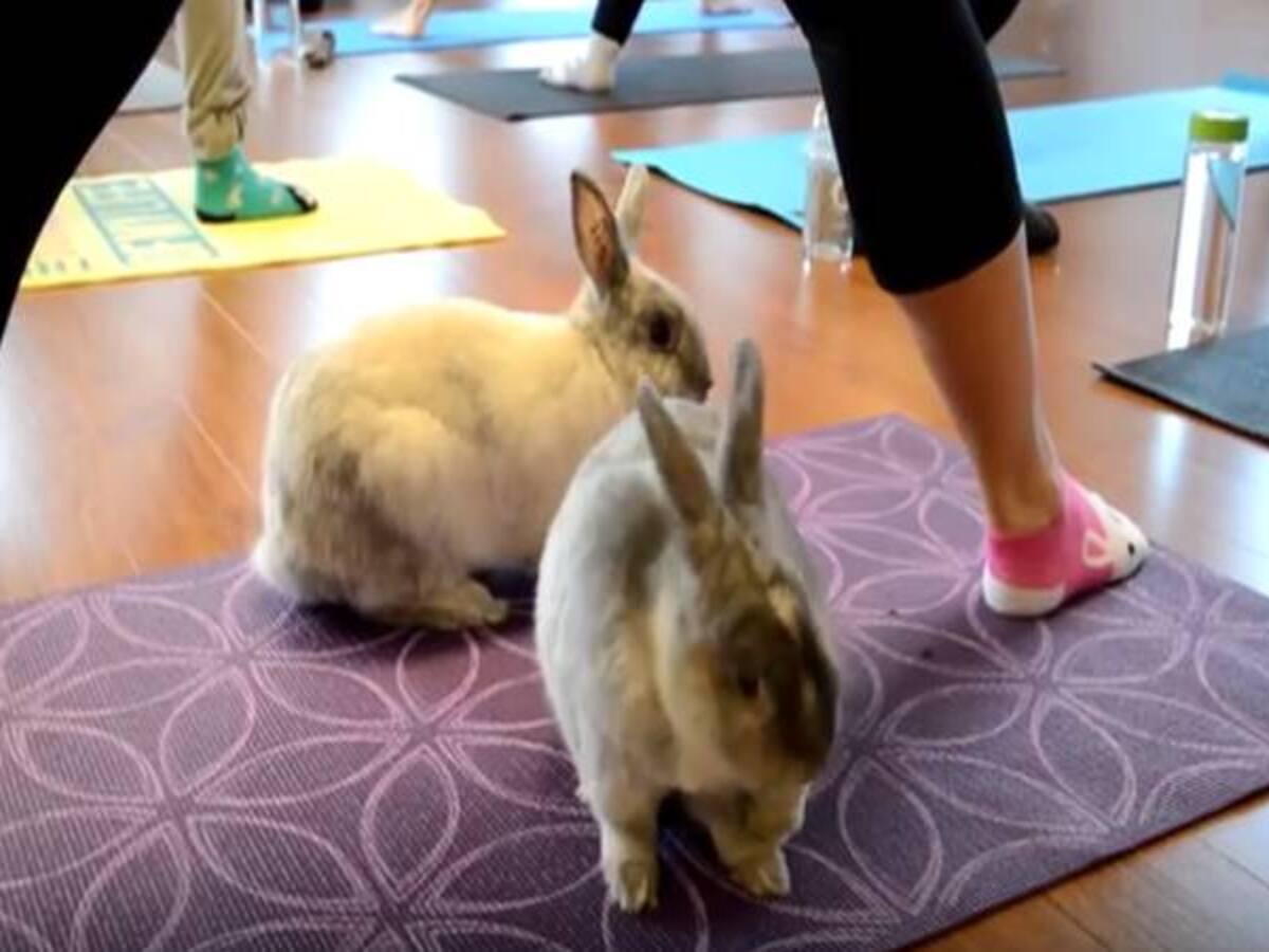 Buny moda: yoga con conejos