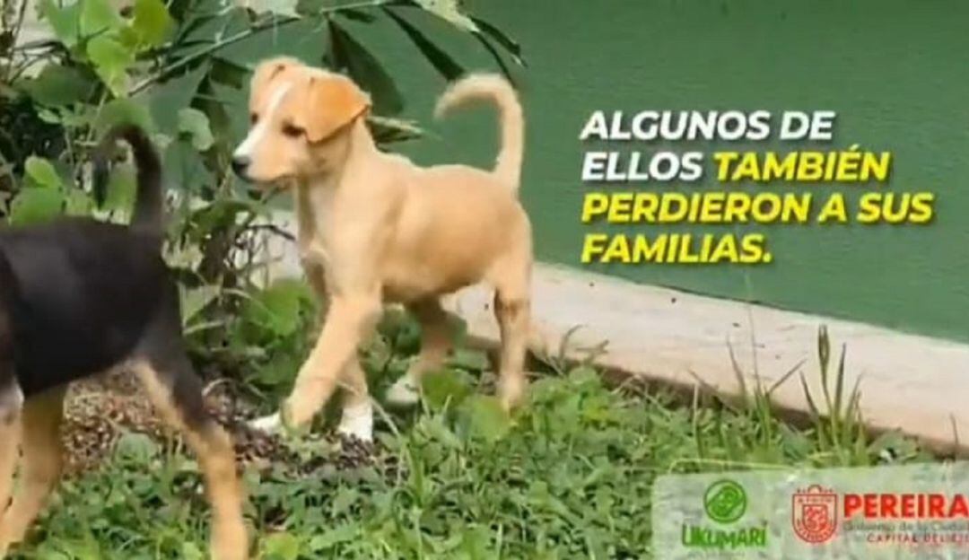 Mascotas de la emergencia