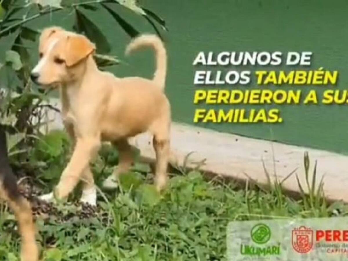 Rescatan 150 mascotas de la zona del deslizamiento en Pereira