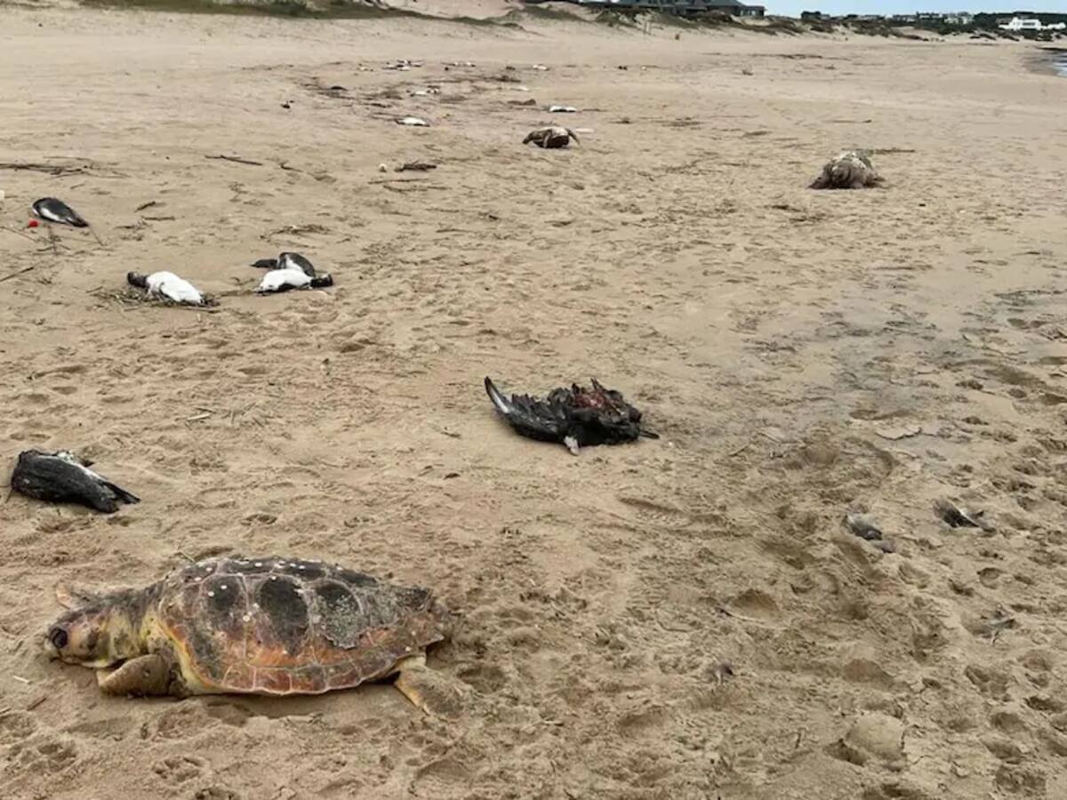 Más de 2.000 pingüinos aparecieron muertos en la costa de Uruguay