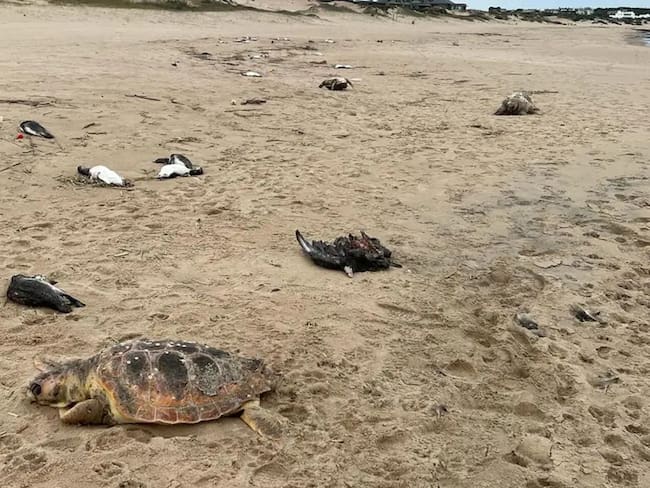 Hallazgo de animales muertos en las costas del este de Uruguay.
(Foto: SOS Fauna Marina)