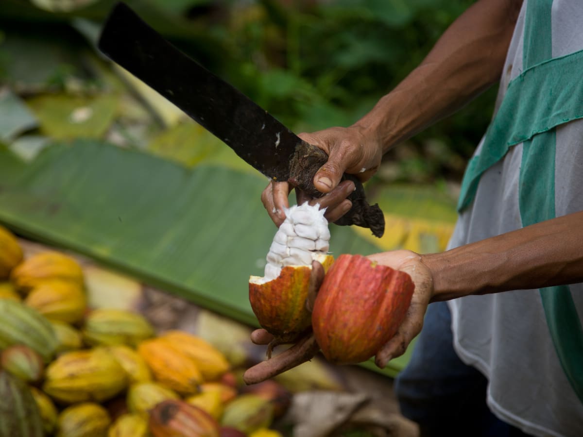 Exportaciones de cacao colombiano crecieron en el 2025 un 56%