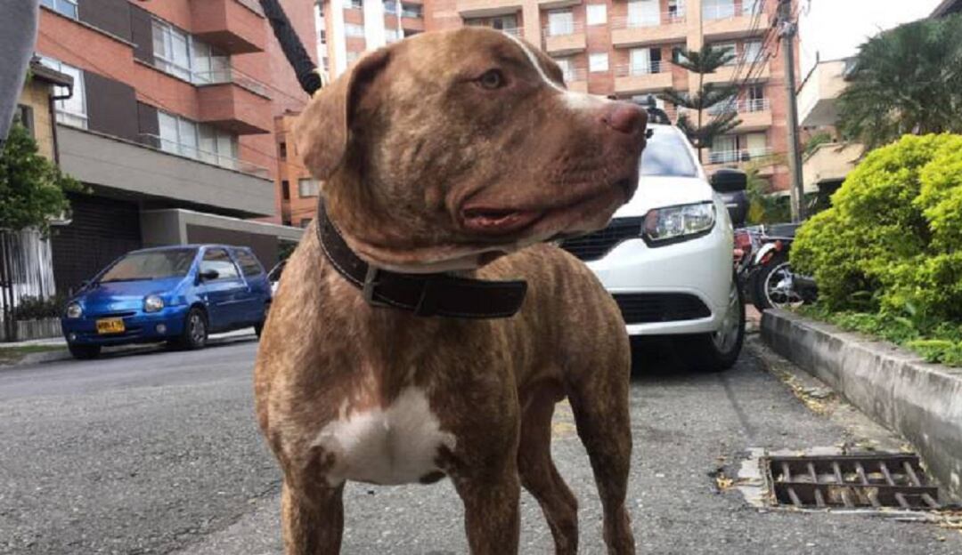 Ataque de un perro pitbull