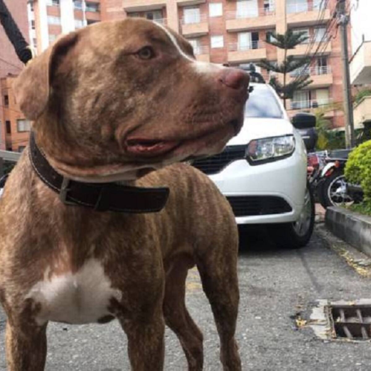 Joven es atacada por un pitbull en condominio de Cúcuta
