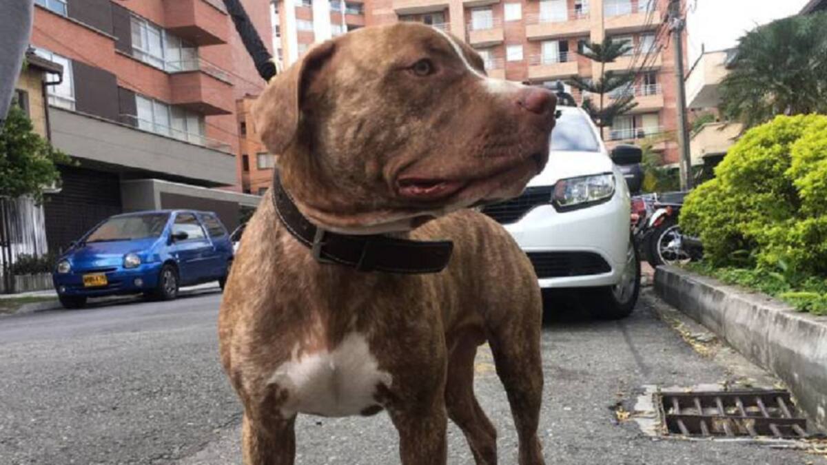 Niña fue atacada por perro pitbull en Girón