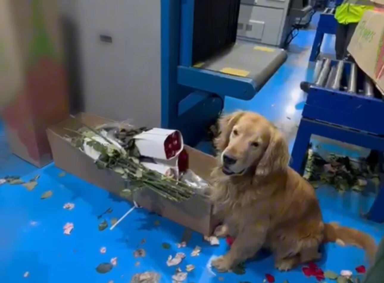 Los caninos entrenados de la Policía Nacional junto con el equipo de expertos antinarcóticos detectaron el alcaloide. Foto: Policía Nacional