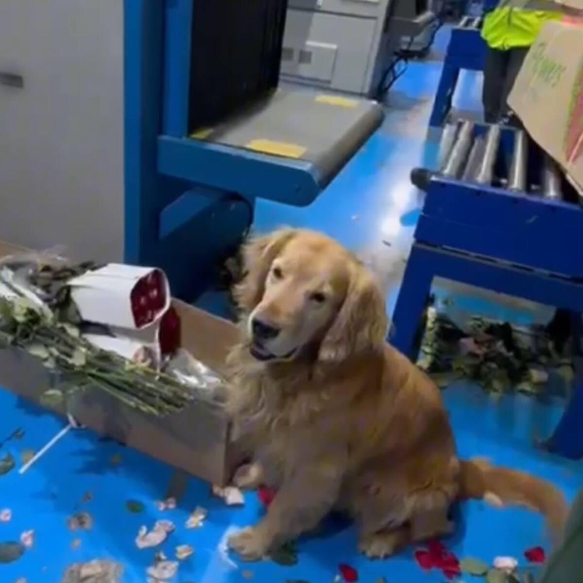 Policía incautó 71 kilos de cocaína en 1030 tallos de flores artificiales que iban para Turquía
