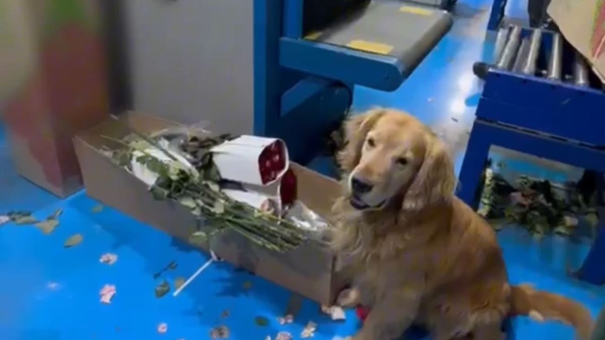 Policía incautó 71 kilos de cocaína en 1030 tallos de flores artificiales que iban para Turquía