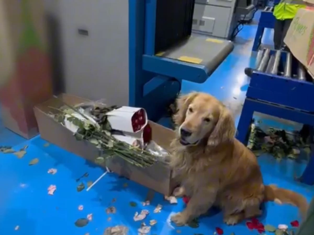 Policía incautó 71 kilos de cocaína en 1030 tallos de flores artificiales que iban para Turquía