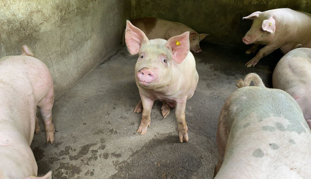 Trabajo con residuos porcínos. Asociación Cultivando Semilleros de Paz