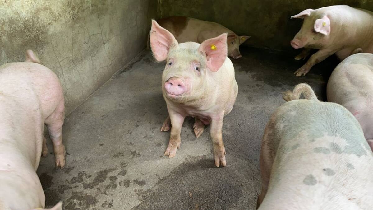 Con residuos porcícolas mejoran productividad en el agro