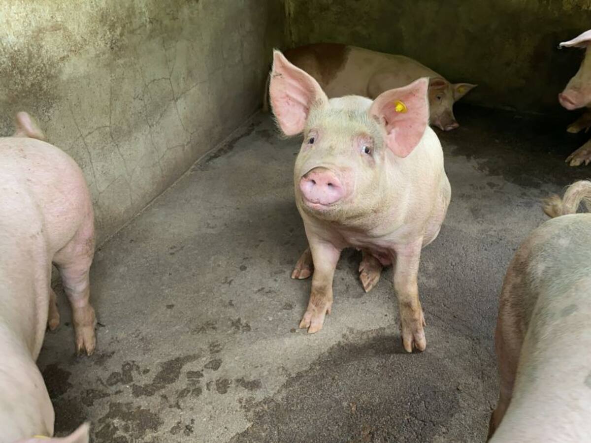 Con residuos porcícolas mejoran productividad en el agro