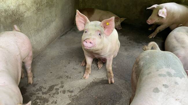 Trabajo con residuos porcínos. Asociación Cultivando Semilleros de Paz