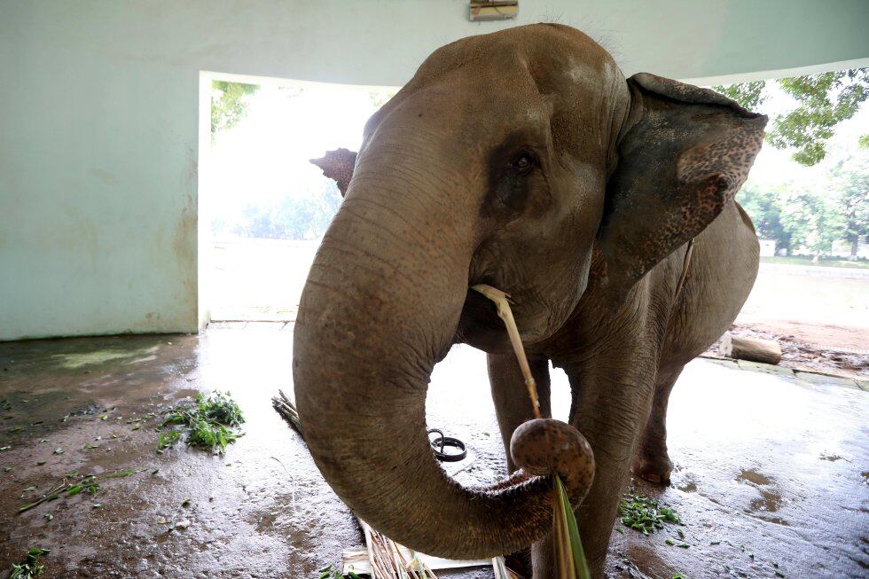 Imagen de referencia / WWF España, organización internacional independiente para la conservación de la naturaleza