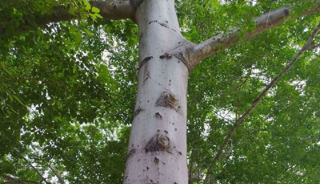 Bosques