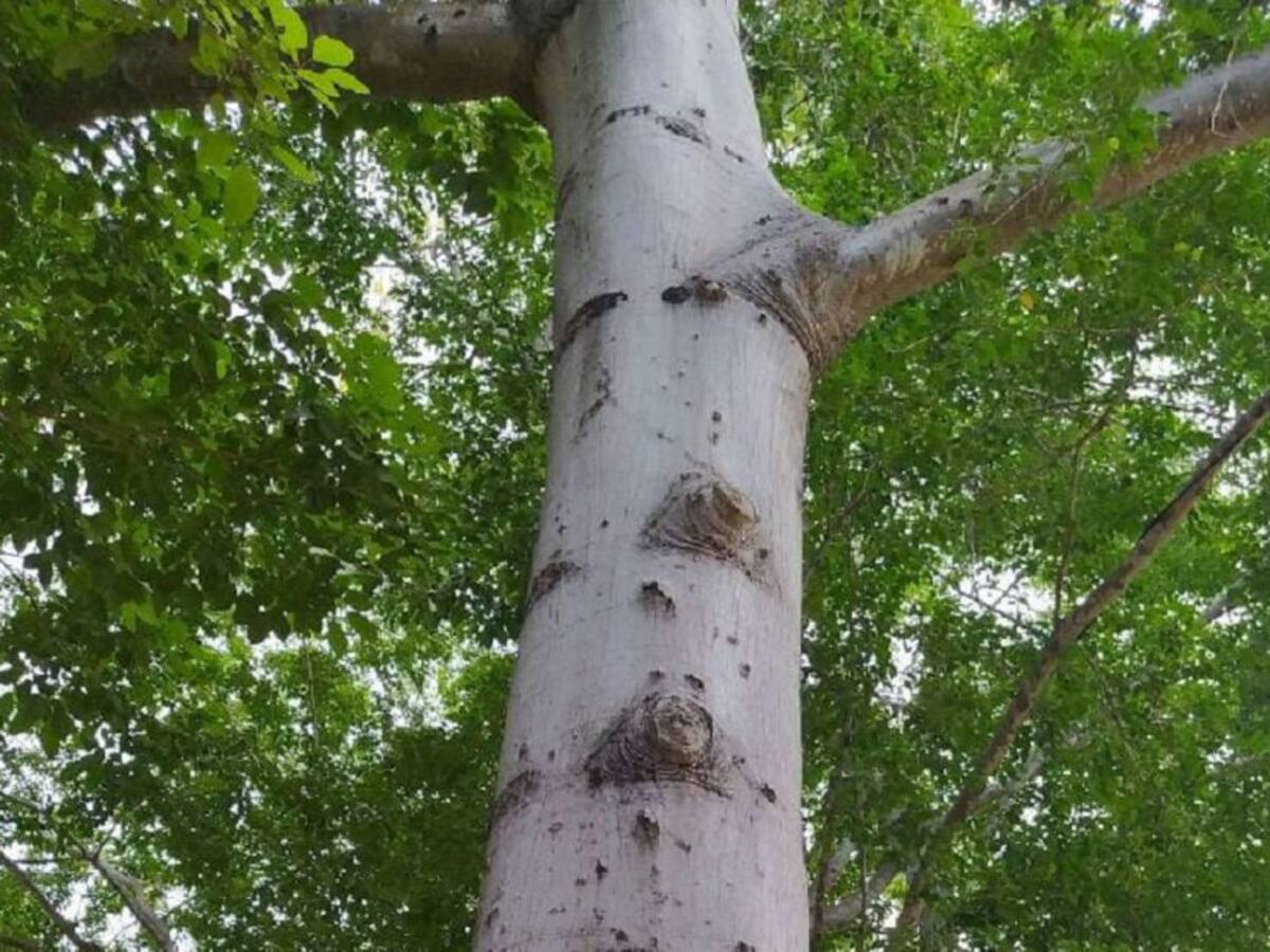 Realizarán estudio de bosque seco tropical en cartagena