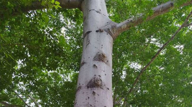 Bosques