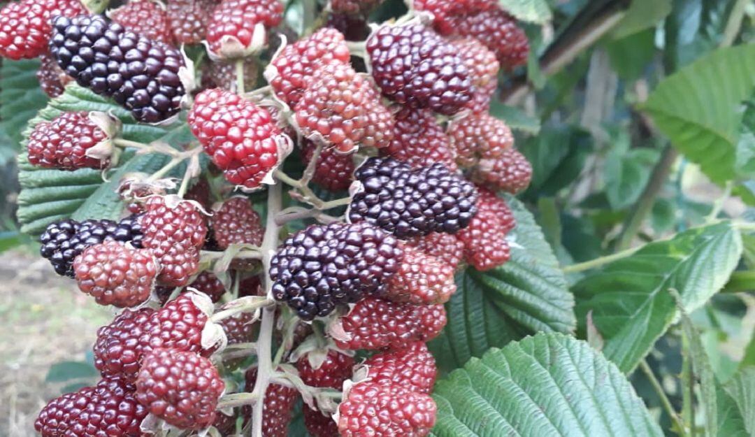 Moras cultivadas en Tuta, Boyacá
