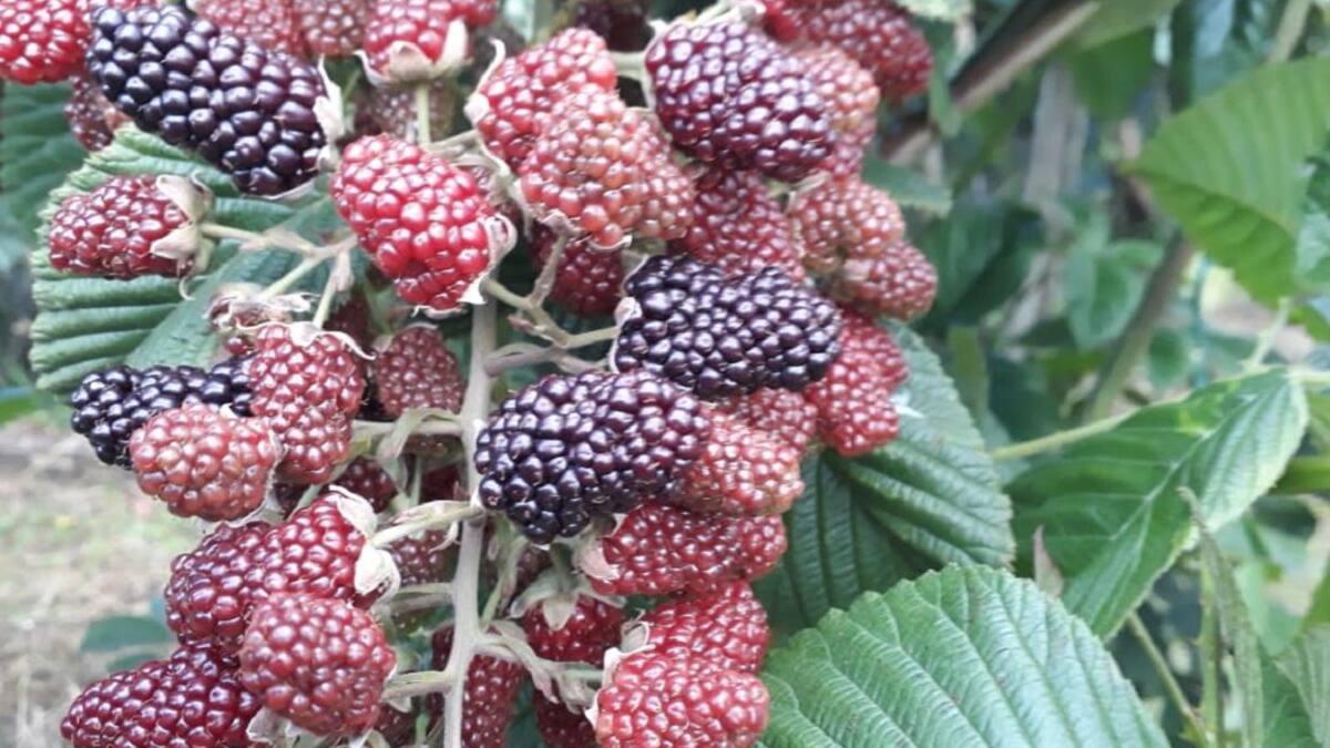 En Tuta cultivan moras-uva, de frutos muy nutritivos y refrescantes