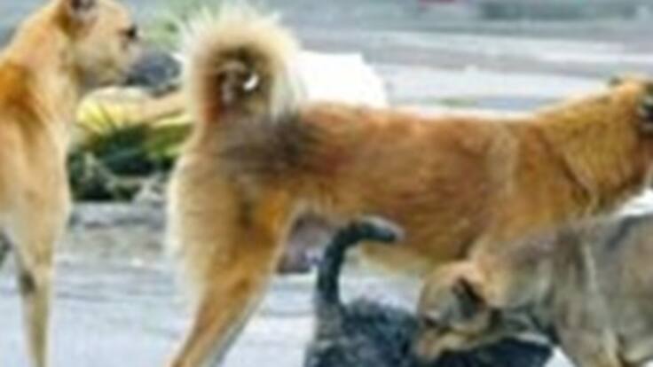 Mueren mascotas en Medellín