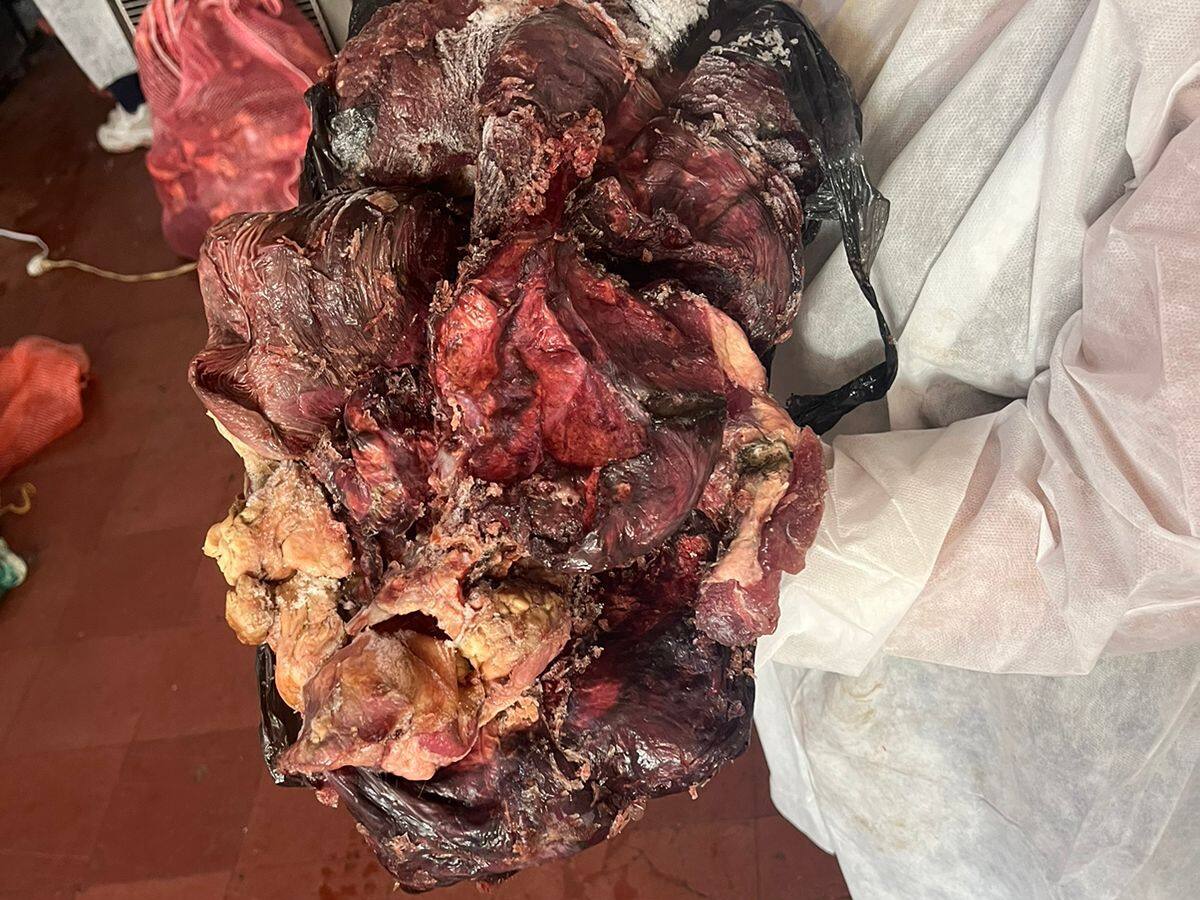 Por ser reincidente, sellaron una carnicería que tenía 106 kg de carne en mal estado