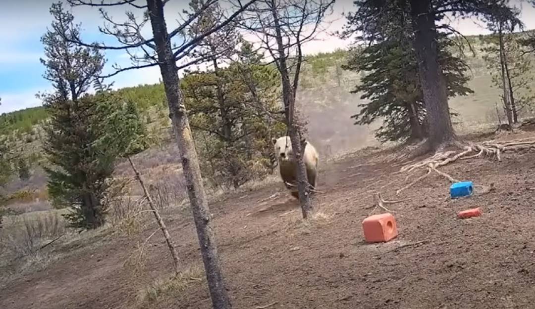 Impresionante: así fue como un osos grizzly correteó a una manada de caballos - Captura de video