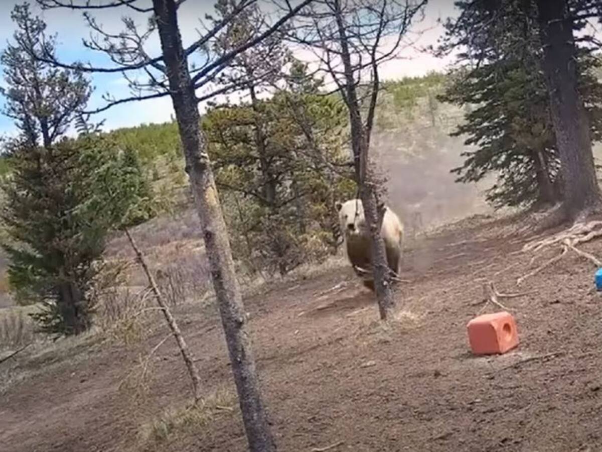 Impresionante: así fue como un osos grizzly correteó a una manada de caballos