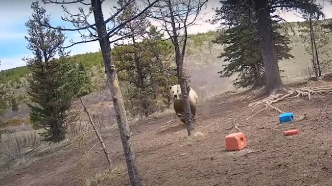 Impresionante: así fue como un osos grizzly correteó a una manada de caballos - Captura de video