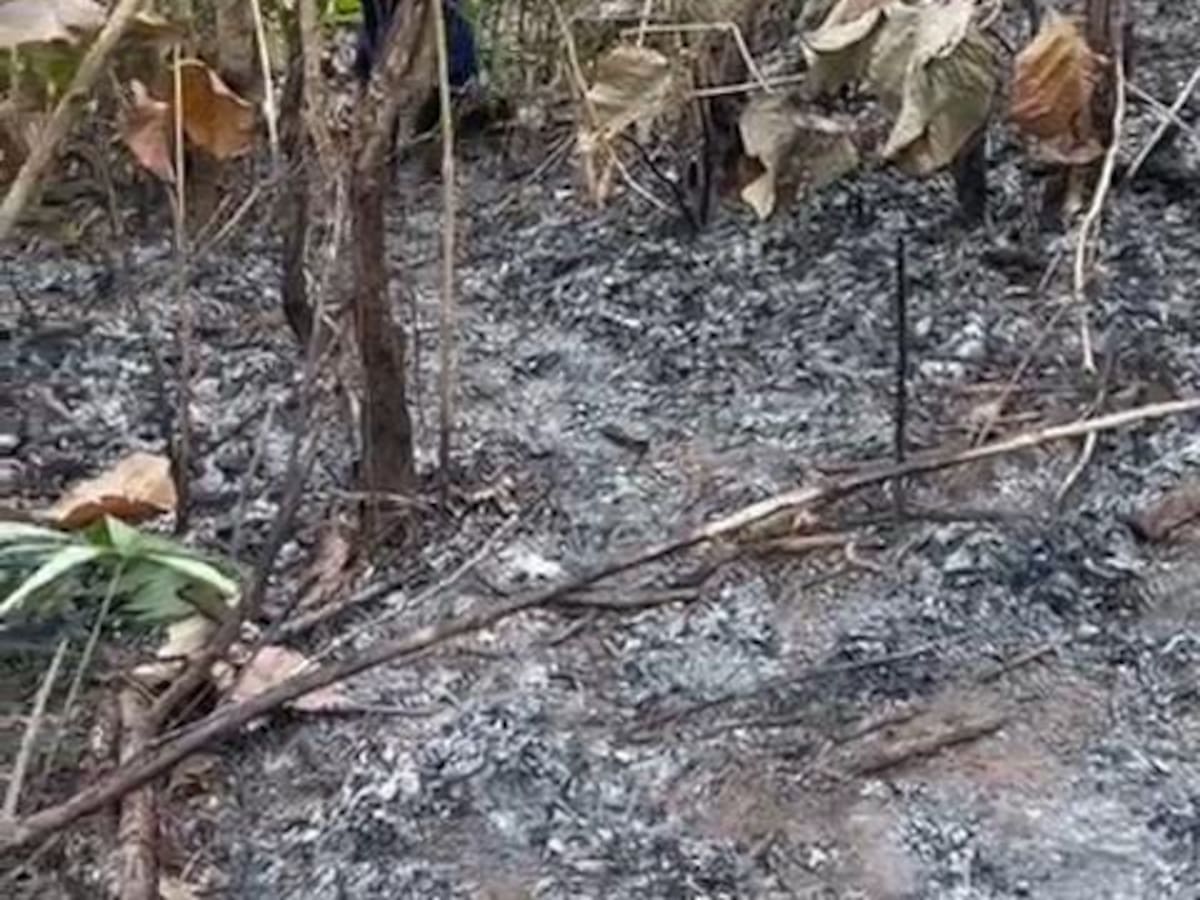 Incendio forestal consumió 20 hectáreas en Buenavista, Córdoba: autoridades emiten recomendaciones