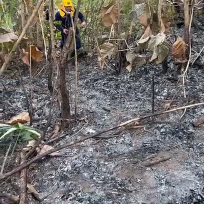 Incendio forestal. Foto: captura de video.