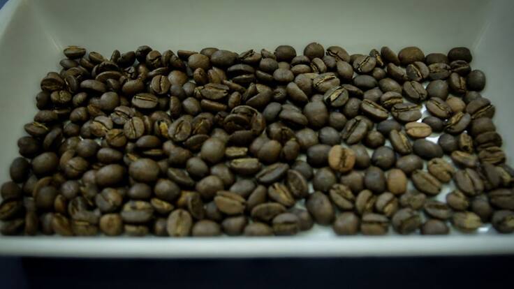 "Cosecha de café podría llegar a 14 millones de sacos: Federación Cafeteros