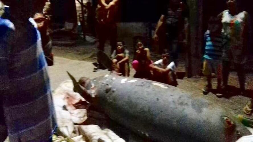 En la ciénaga El Llanito fue encontrada muerta una hembra manatí de 400 kilogramos y tres metros de longitud. Foto: Suministrada por Nataly Ayala