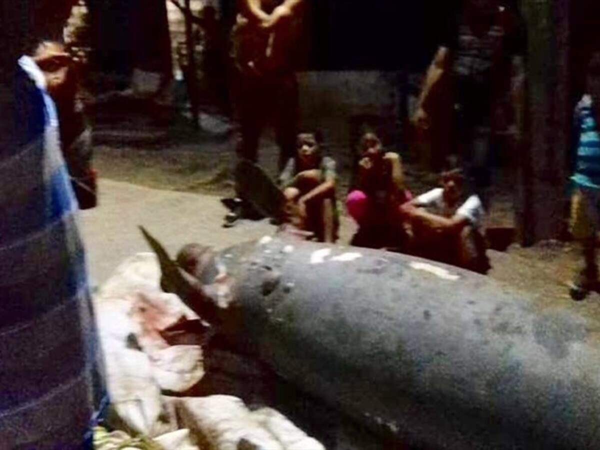 Investigan muerte de manatí en Barrancabermeja