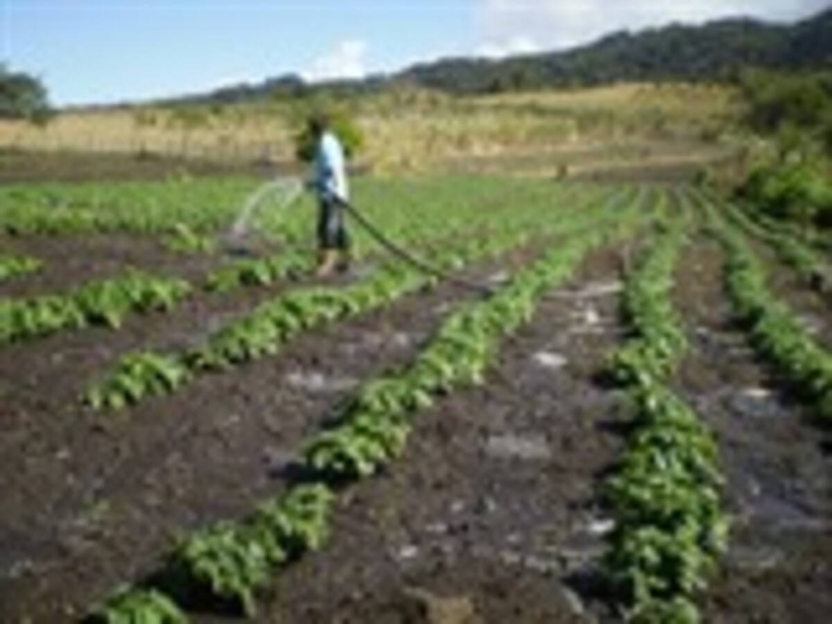 Empresario y agricultor Nelson Vives, habla sobre el nuevo escándalo de Agro Ingreso Seguro