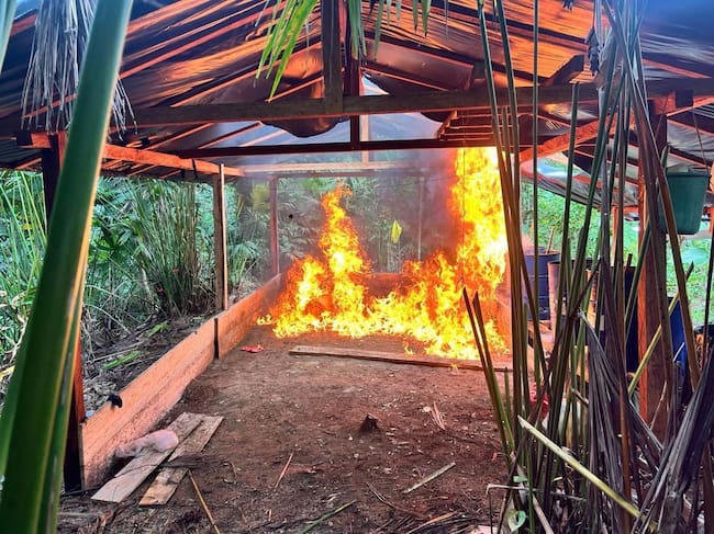 Nuevo golpe a laboratorios de coca del Clan del Golfo en el sur de Córdoba