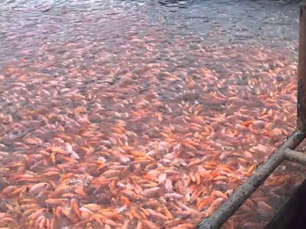 La tilapia, una apuesta productiva en el Huila