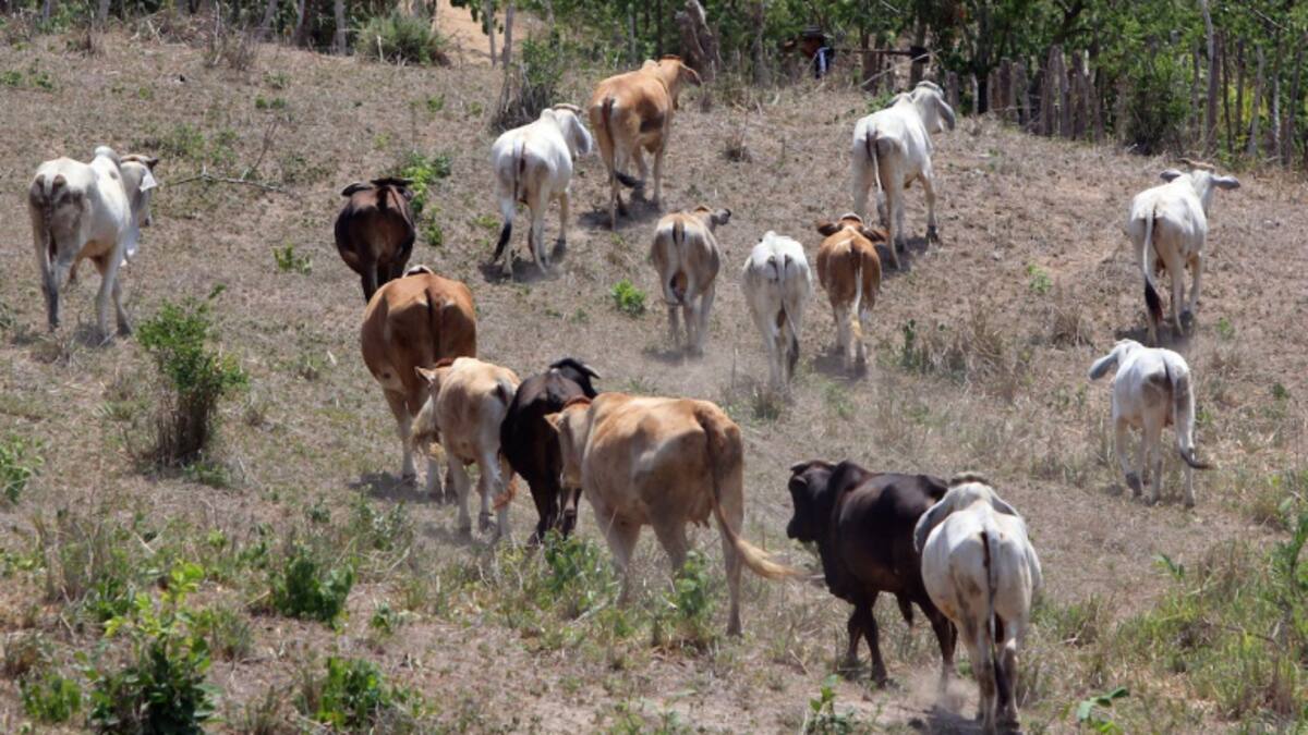 Producción de ganado en Boyacá se redujo en un veinte por ciento