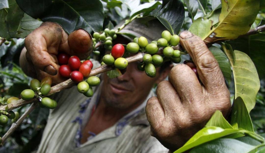 Foto Archivo- Cafeteros del Huila 