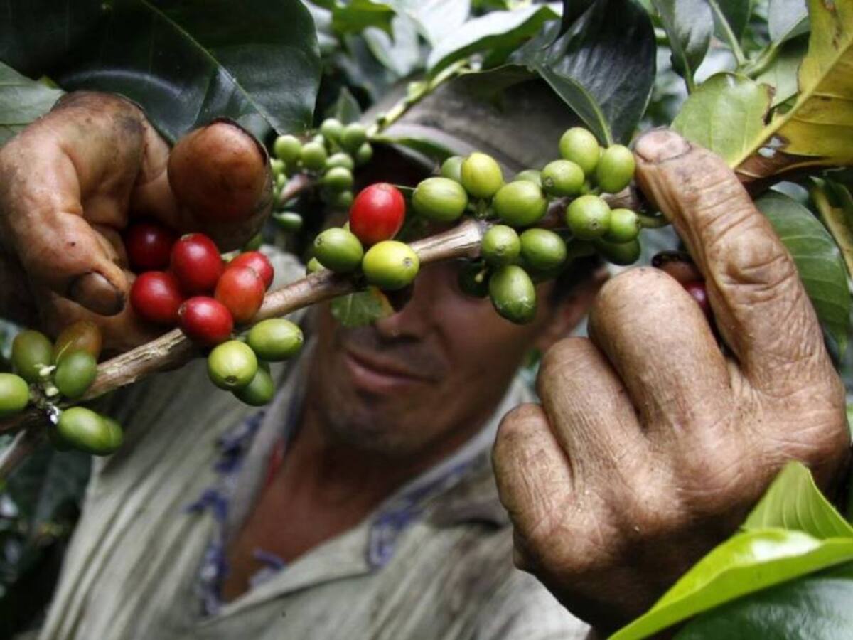 Cambio climático impacta producción cafetera del norte del Huila