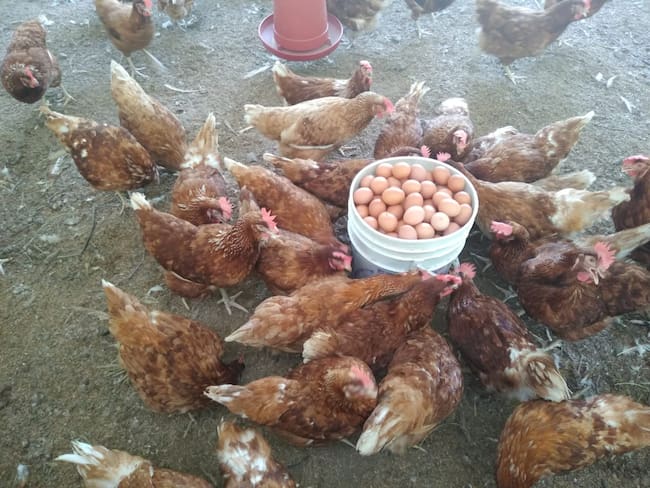 Producción de huevos orgánicos. Foto: cortesía Asociación Granja Integral de Productores del Campo Los Guamachales
