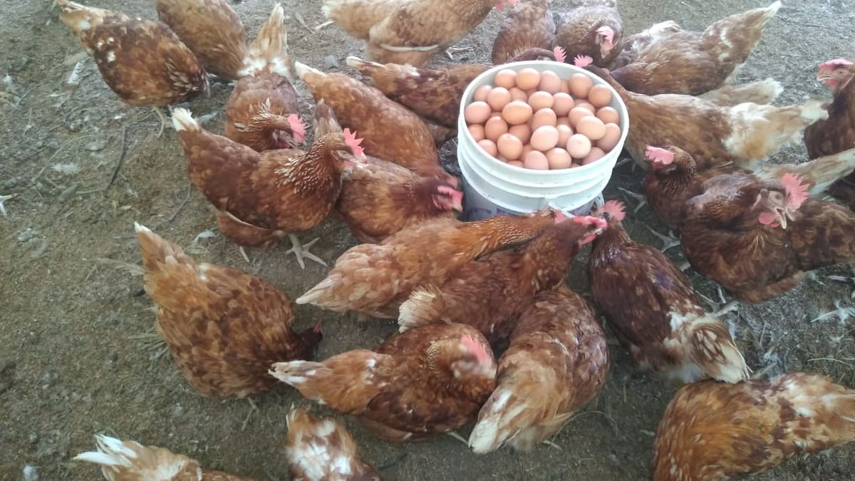 El ICA activa plan de contingencia por brote de influenza aviar en Puerto Concordia, Meta