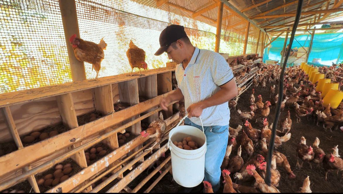 Proyecto avícola de víctimas del conflicto en San Rafael, Antioquia. Foto: Alcaldía de Medellín