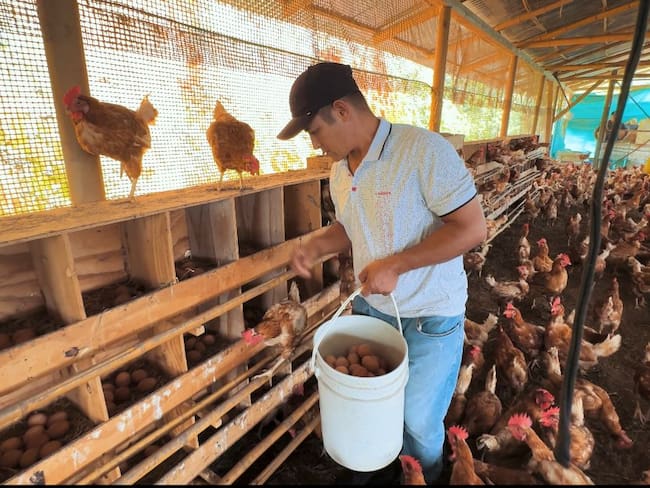 Proyecto avícola de víctimas del conflicto en San Rafael, Antioquia. Foto: Alcaldía de Medellín
