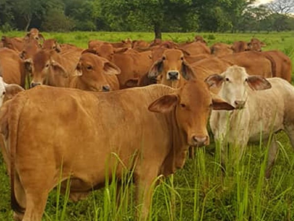 Sequía afecta producción de leche en Tolima