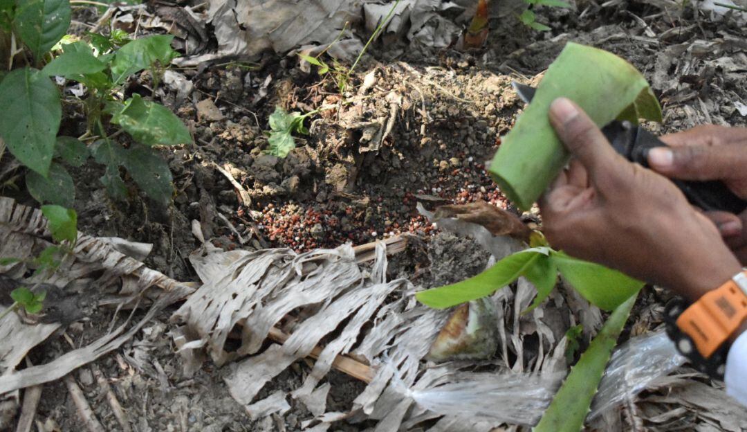 Aplicación del gel biológico para fertilizar cultivos de plátano durante periodos secos