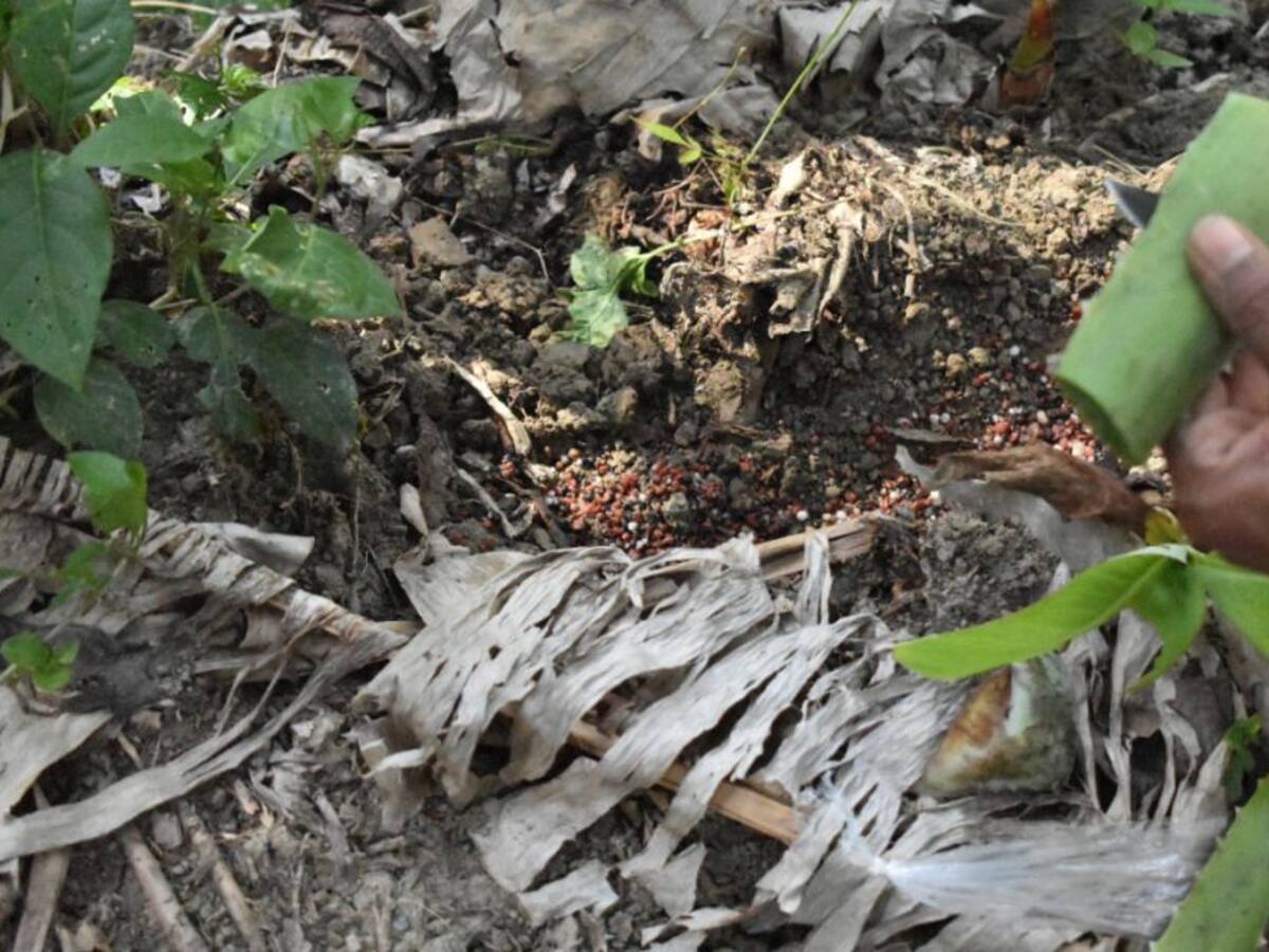 Desarrollan gel biológico para proteger a los cultivos de la sequía