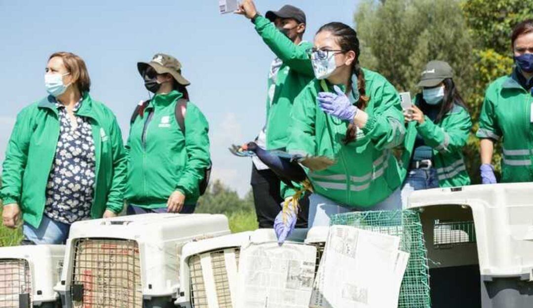 76 animales silvestres entre aves, reptiles y anfibios fueron liberados