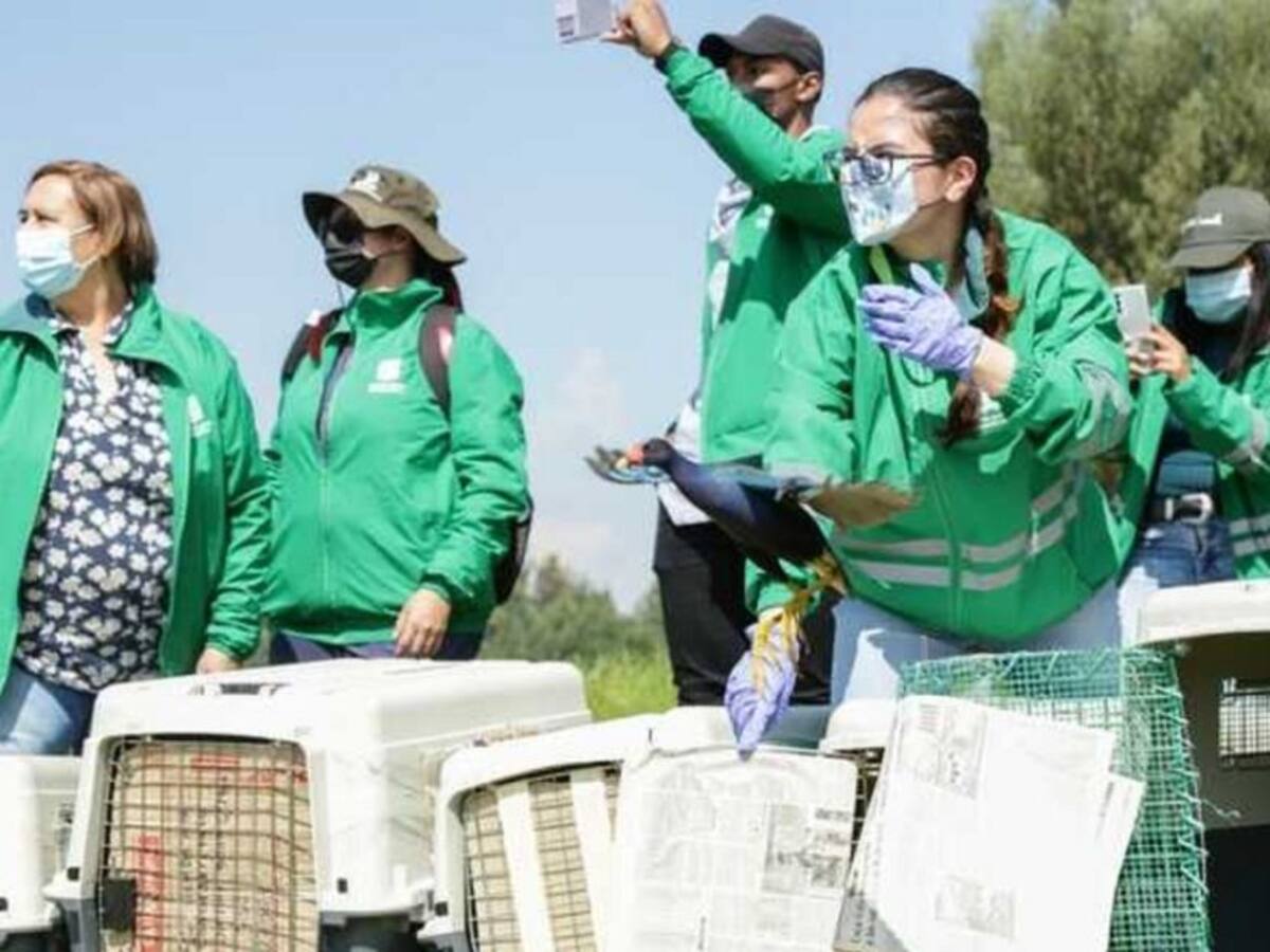76 animales silvestres entre aves, reptiles y anfibios fueron liberados