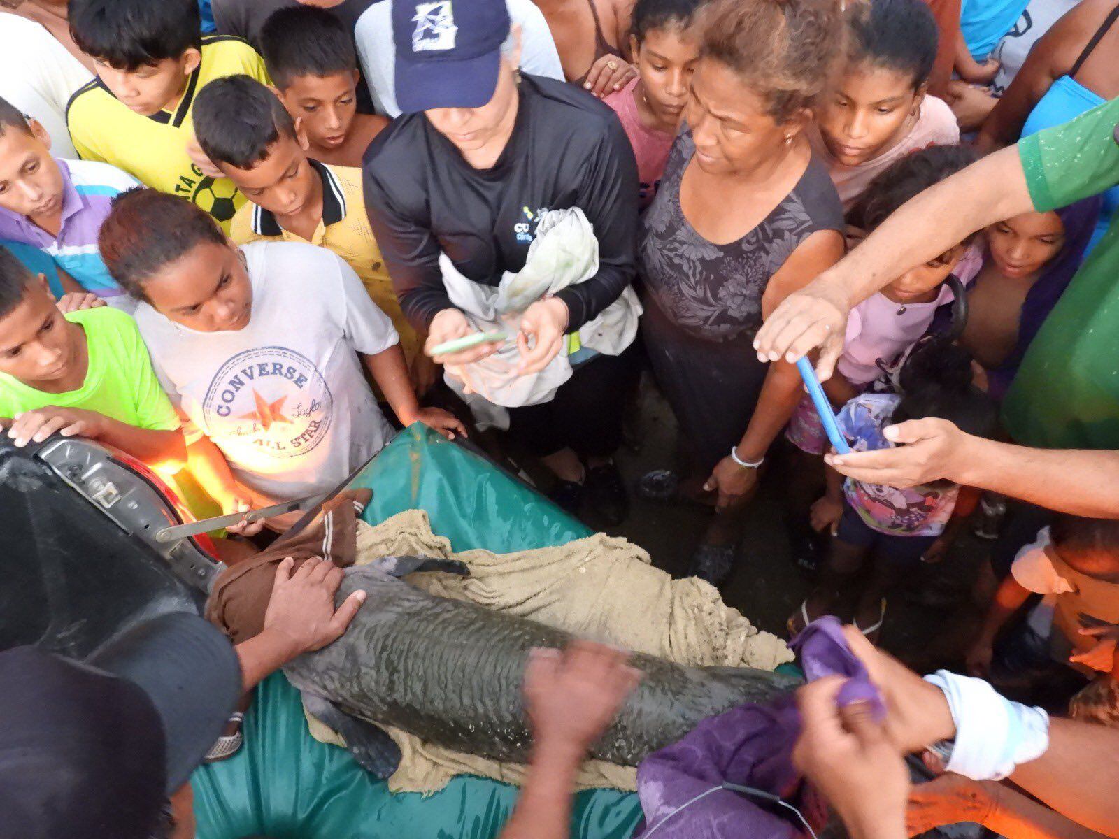 Manatí rescatado en la Ciénaga Grande del Bajo Sinú.