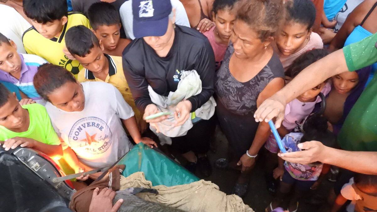 Efectos del Fenómeno de El Niño: Hallan manatí varado en la Ciénaga Grande del Bajo Sinú
